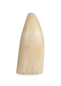 An antique sperm whale tooth, polished finish with cut base, 19th century, an impressive 18.5cm high, 867 grams.