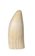 An antique sperm whale tooth, polished finish with cut base, 19th century, ​​​​​​​an impressive 18.8cm high, 791 grams.