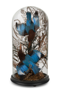 An antique taxidermied bird display in glass dome, 19th century, an impressive 51cm high overall