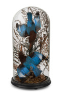 An antique taxidermied bird display in glass dome, 19th century, an impressive 51cm high overall