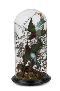 An antique taxidermied bird display in glass dome, 19th century, 49cm high overall