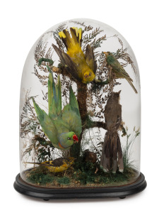 An antique taxidermied bird display in oval glass dome, 19th century, 45cm high overall