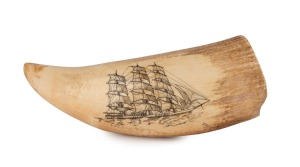 JAMES CUMBERLAND BROWN (Albany, Western Australia) scrimshaw whale's tooth with ship portrait, signed "J.F.C. RMS", an impressive 17cm long
