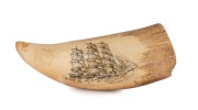 JAMES CUMBERLAND BROWN (Albany, Western Australia) scrimshaw whale's tooth with ship portrait, signed "J.F.C. RMS", an impressive 17cm long