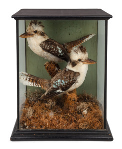 An antique taxidermy bird display in ebonized timber case, 19th century, 50cm high, 41cm wide, 32cm deep.