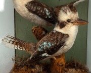 An antique taxidermy bird display in ebonized timber case, 19th century, ​​​​​​​50cm high, 41cm wide, 32cm deep. - 2