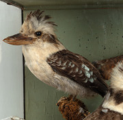 An antique taxidermy bird display in ebonized timber case, 19th century, ​​​​​​​50cm high, 41cm wide, 32cm deep. - 3