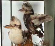 An antique taxidermy bird display in ebonized timber case, 19th century, ​​​​​​​50cm high, 41cm wide, 32cm deep. - 4