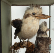 An antique taxidermy bird display in ebonized timber case, 19th century, ​​​​​​​50cm high, 41cm wide, 32cm deep. - 5