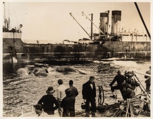 THE B.A.N.Z. ANTARCTIC EXPEDITION: Official original photograph by Captain Frank Hurley: Image B4 - Title: Whaling in Antarctica,