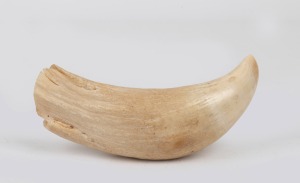 An antique sperm whale tooth, 19th/20th century, 17cm long.