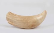 An antique sperm whale tooth, 19th/20th century, ​​​​​​​17cm long.