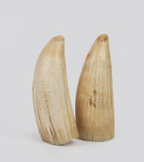 A pair of antique sperm whale teeth, 19th/20th century, ​​​​​​​13.5cm high.