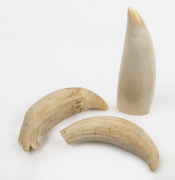 A sperm whale tooth with polished and cut finish; together with two unadorned examples, (3 items), the largest 14cm high