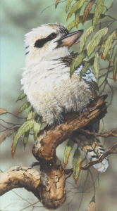 PAUL MARGOCSY (1945 - ), Kookaburra, watercolour, signed and titled lower left with artist label verso, 14 x 8cm, 37 x 29cm overall.