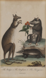 An antique hand-coloured engraving titled "The Badger, The Opossum, The Kanguroo", published in 1804, 20 x 13cm, 46 x 36cm overall