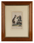 An antique hand-coloured engraving titled "The Badger, The Opossum, The Kanguroo", published in 1804, 20 x 13cm, 46 x 36cm overall - 2