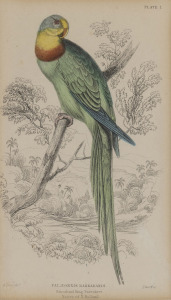 An antique hand-coloured engraving of "Barraband Ring Parakeet, Native Of N. Hollande", attractively framed and mounted, 19th century, 17 x 10cm, 45 x 35cm overall