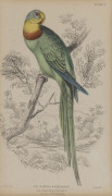 An antique hand-coloured engraving of "Barraband Ring Parakeet, Native Of N. Hollande", attractively framed and mounted, 19th century, 17 x 10cm, 45 x 35cm overall