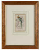 An antique hand-coloured engraving of "Barraband Ring Parakeet, Native Of N. Hollande", attractively framed and mounted, 19th century, 17 x 10cm, 45 x 35cm overall - 2