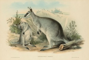 JOHN GOULD (1804-1881), Parry's Wallaroo (Osphranter Parryi), hand-coloured lithograph. explanatory page verso, 36 x 43cm