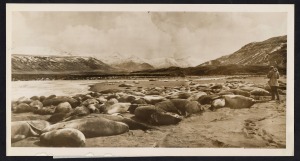 THE B.A.N.Z. ANTARCTIC EXPEDITION: Official original photograph by Captain Frank Hurley: Image A15 - Title: A Cradle of Sea-Elephant Life in the Remote Crozet Islands,