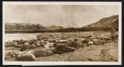 THE B.A.N.Z. ANTARCTIC EXPEDITION: Official original photograph by Captain Frank Hurley: Image A15 - Title: A Cradle of Sea-Elephant Life in the Remote Crozet Islands,