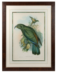JOHN GOULD (1804-1881), Nestor Notabilis (Kea), hand-coloured lithograph, attractively framed and mounted, 55 x 36cm, 81 x 63cm overall.