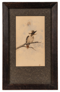 ALICE CAYLEY (1889-1960), (laughing kookaburra), watercolour, signed lower left "A. Cayley", 19.5 x 11cm, 34 x 21cm overall.