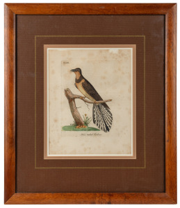 JOHN LATHAM, "Fan Tailed Cuckoo", coloured engraving from the 1822 publication "General History Of Birds", ​​​​​​​23 x 18cm, 45 x 38cm overall.