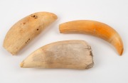 Three antique sperm whale teeth, 19th century, the largest 17cm long