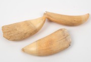 Three antique sperm whale teeth, 19th century, the largest 17cm long - 2