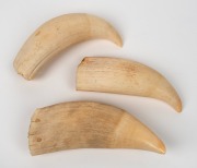 Three assorted antique and vintage whales teeth, two holed for mounting, the other with stock number inscribed to the interior, 19th/20th century, the largest 17.5cm high.