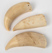 Three assorted antique and vintage whales teeth, two holed for mounting, the other with stock number inscribed to the interior, 19th/20th century, the largest 17.5cm high. - 2