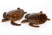 A beautiful pair of taxidermied sea turtles, 19th/20th century, 52cm long each overall.