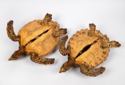 A beautiful pair of taxidermied sea turtles, 19th/20th century, 52cm long each overall. - 2