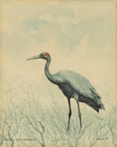 GEOFFREY STOCKS (1930 - ), Brolga, watercolour, signed lower right "G. Stocks, '79", ​​​​​​​26 x 21cm, 42 x 36cm overall