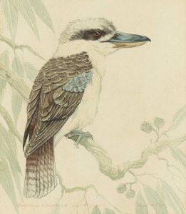 GEOFFREY STOCKS (1930 - ), (laughing kookaburra), watercolour, signed lower right "G. Stocks, '80", 26 x 22cm, 46 x 41cm overall