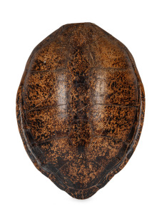 77 · A sea turtle carapace, 19th/20th century, an impressive 87 x 65cm.