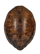 A sea turtle carapace, 19th/20th century, an impressive 87 x 65cm.