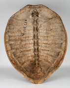 A sea turtle carapace, 19th/20th century, an impressive 87 x 65cm. - 2
