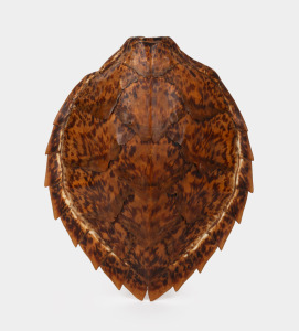 An antique turtle shell, 19th/20th century, ​​​​​​​41 x 38cm.