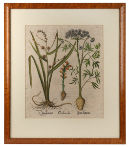 BASILIUS BESLER (1561-1629), antique hand-coloured botanical engraving, attractively framed and mounted with Spencer Sandilands catalogue affixed verso, ​​​​​​​75 x 64cm overall.