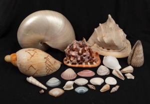 SEASHELLS: A small collection including a nice nautilus specimen, (qty). ​​​​​​​the largest 18cm high, 22cm wide.