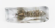 ALFREDO BARBINI (1912-2007) Crayfish in clear sommerso glass, for VETRERIA ALFREDO BARBINI, circa 1980, engraved "A. Barbini" and bearing original label "Barbini, Murano", 7cm high, 32cm long, 12cm deep. - 3