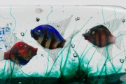 ALFREDO BARBINI (1912-2007) large aquarium glass fish block with three fish and a jellyfish, made from three layered slab of clear glass and housed on bespoke illuminating base, for VETRERIA ALFREDO BARBINI, circa 1950, (A/F), 17cm high, 35cm long, 6cm de - 3