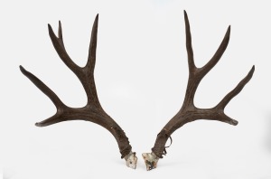 A pair of deer antlers, 20th century, 56cm long.