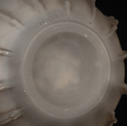 LALIQUE "Dentel&eacute;" French frosted glass vase, designed in 1913, engraved "LALIQUE" to base, 19cm high. - 2