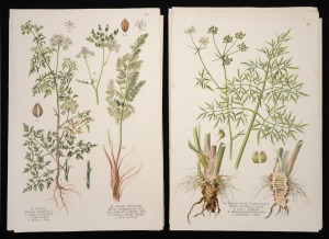 BOTANICALS: Group of eighteen hand-coloured copper engravings, c. 1800s, text in Czech, the largest 23 x 15cm.