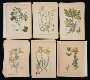 BOTANICALS: Group of more than sixty hand-coloured copper engravings, c. 1800s, text in Czech, the largest 18 x 12cm.